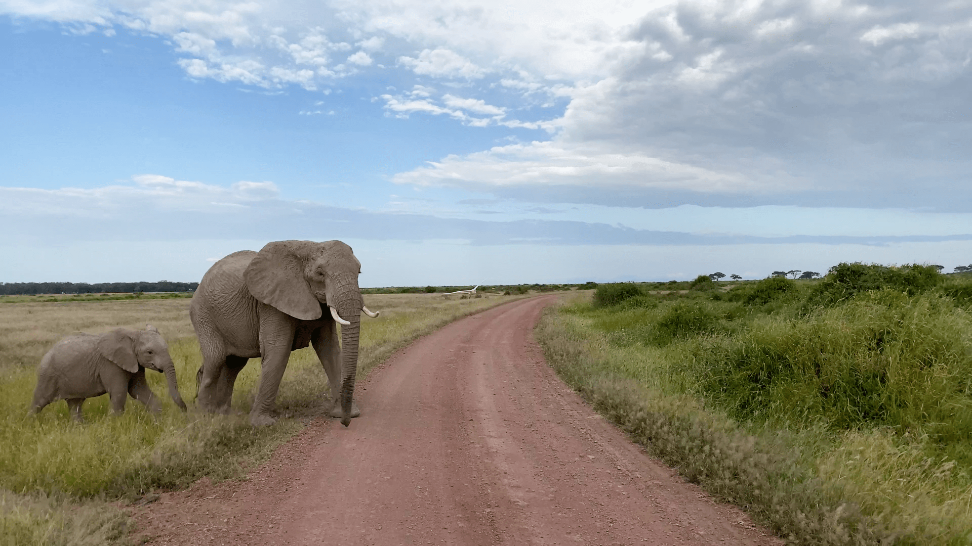 A frame from a video of a group of elephants walk across a dusty road in the Amboseli National Park in Kenya