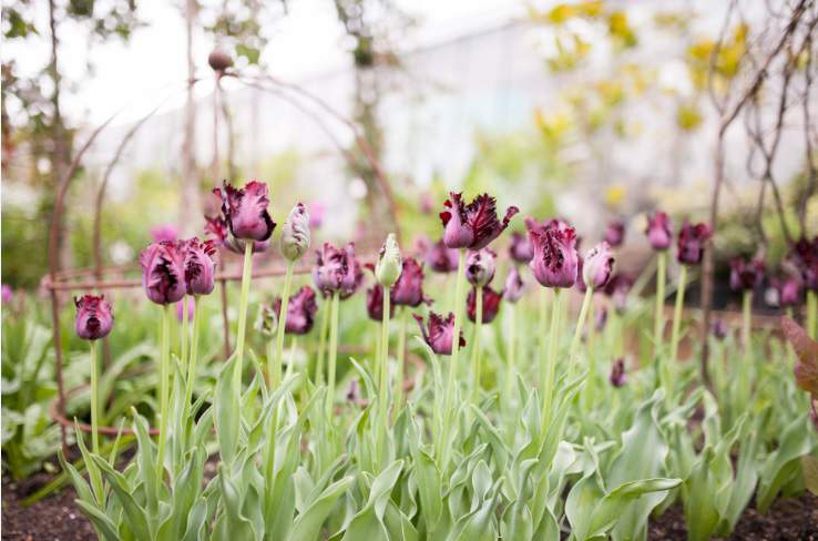 Parrot tulip bulbs, £35, petershamnurseries.com