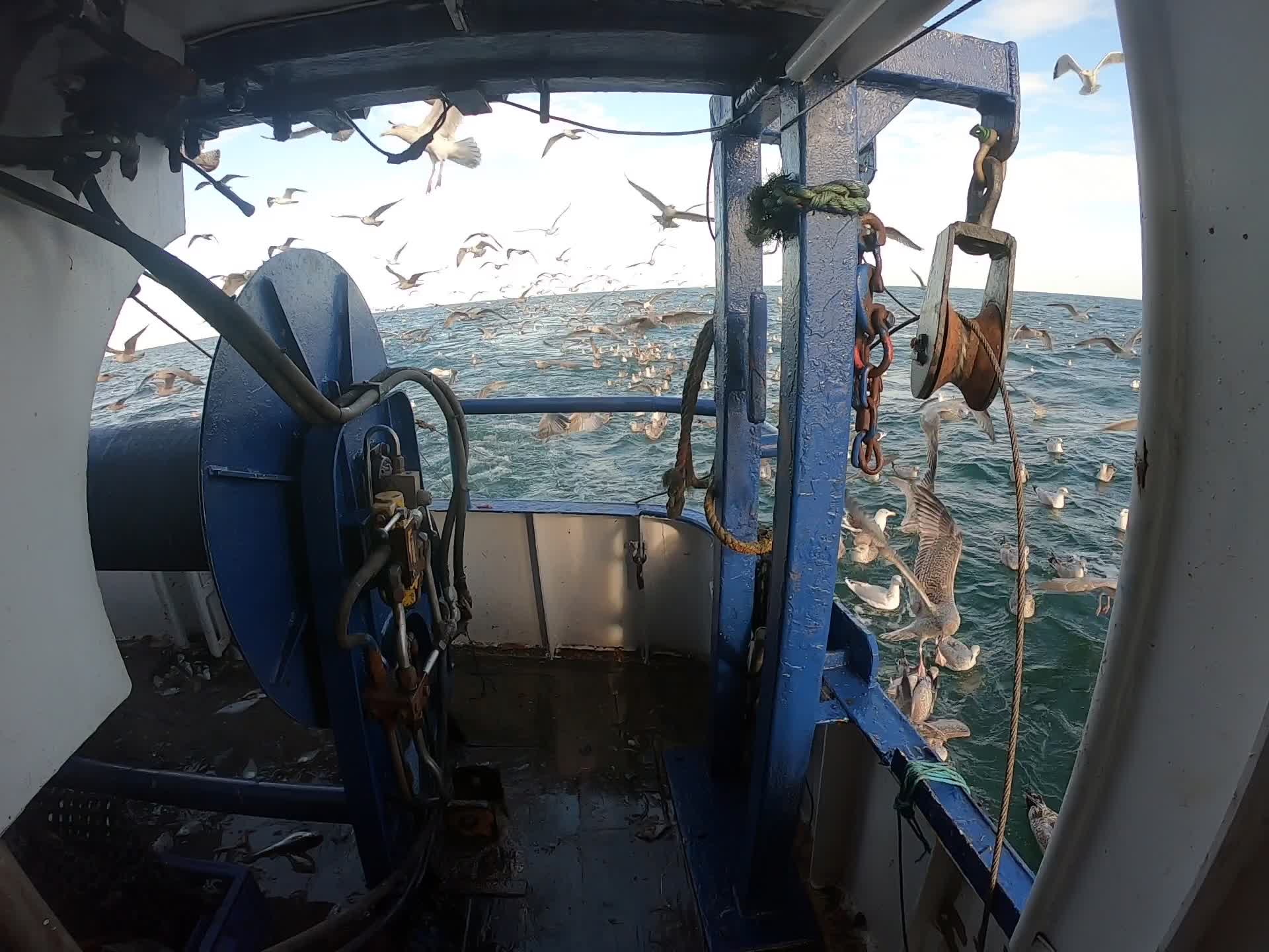 Seagulls follow a fishing trawler off the UK coastline