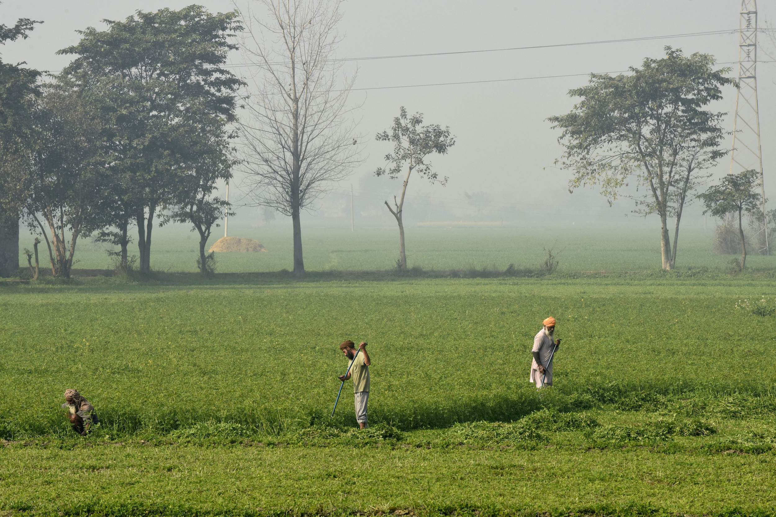 Farmers work in a field in Punjab