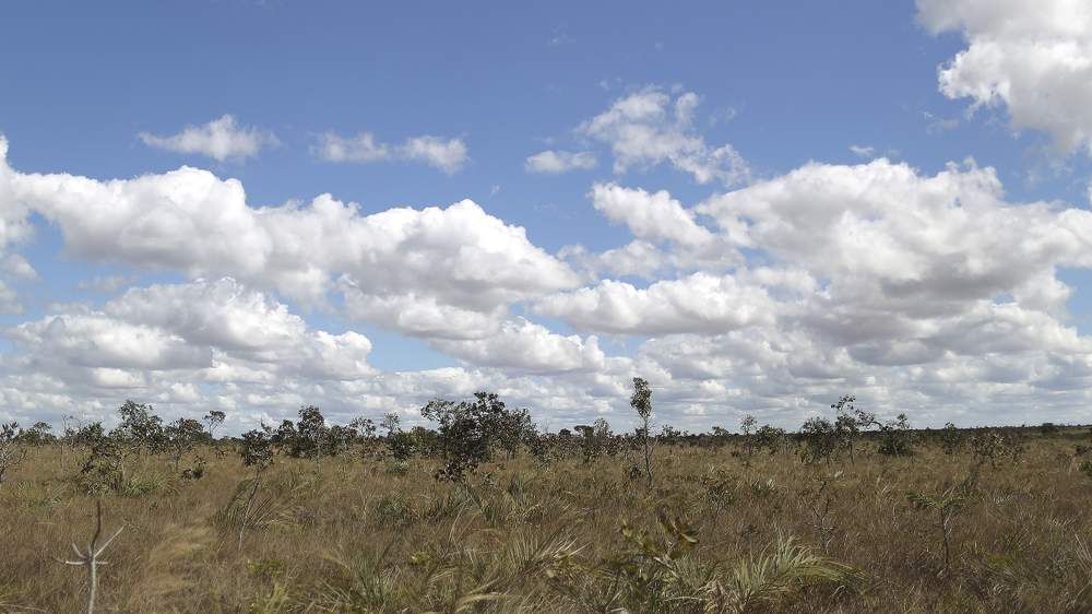 The scrubland of the cerrado