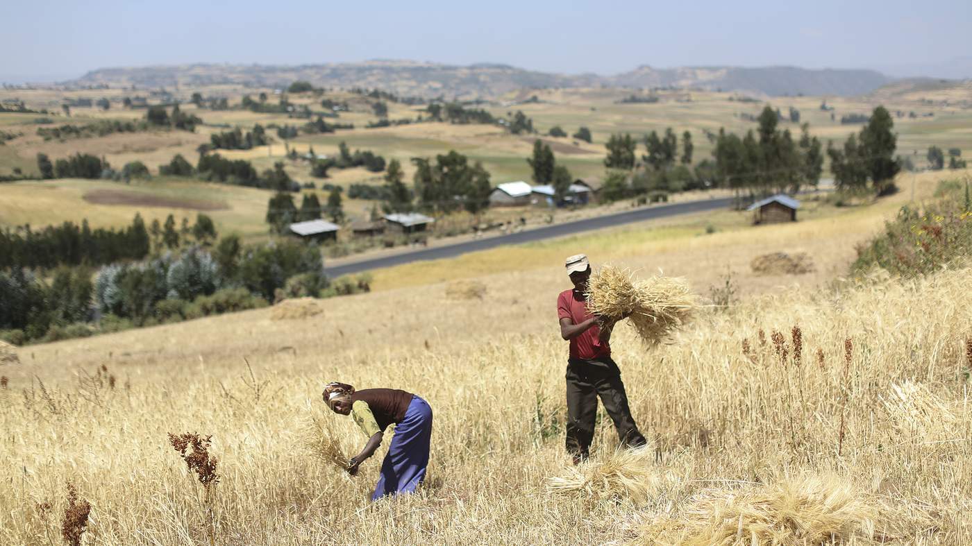 Investing in land in Ethiopia