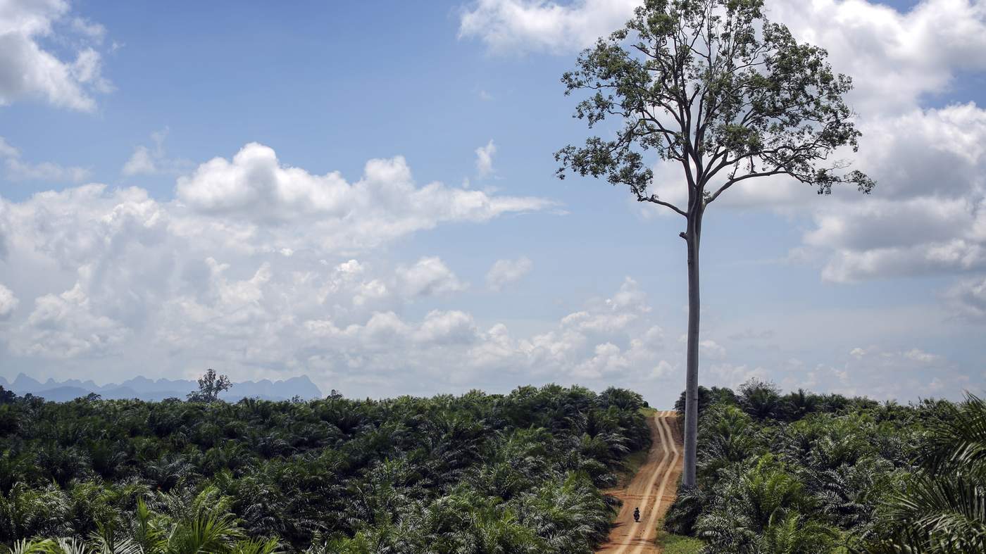 A portrait of deforestation in East Kalimantan, Indonesia