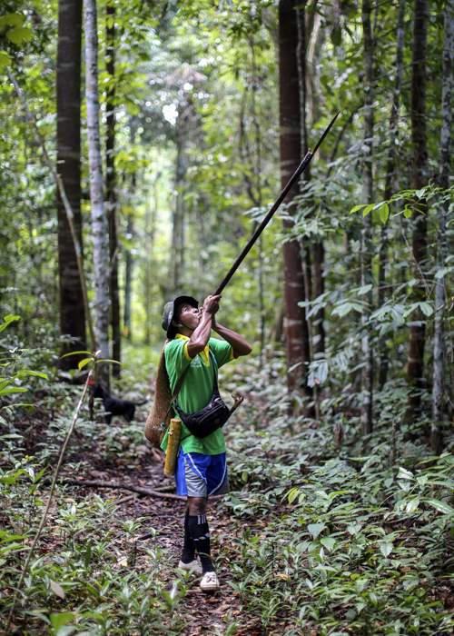 Cai, a Dayak hunter, uses a blowpipe to hunt in the forest