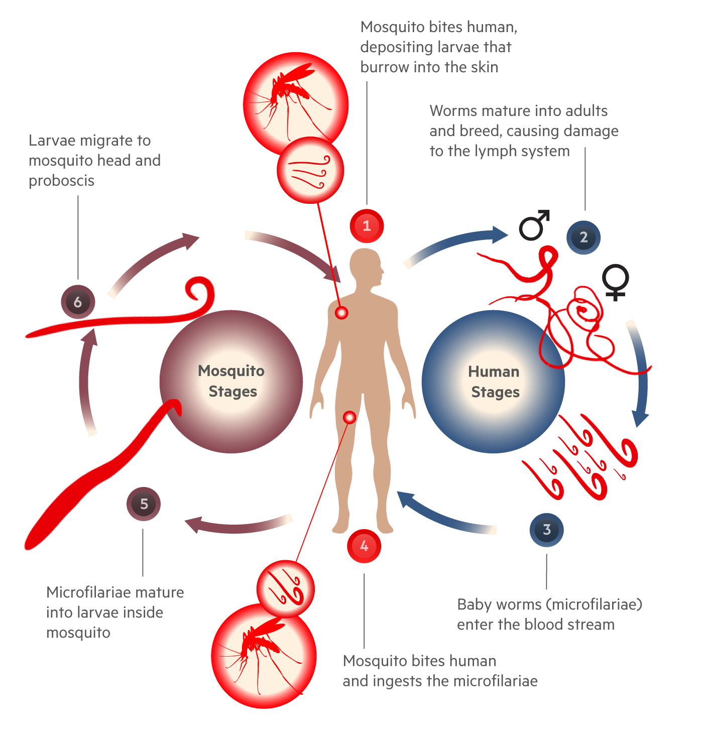 Life cycle of the parasite that causes lymphatic filariasis