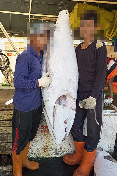 Alt text for image 3: Two crewmembers stand by a large hanging frozen tuna on the deck of a vessel in the daytime