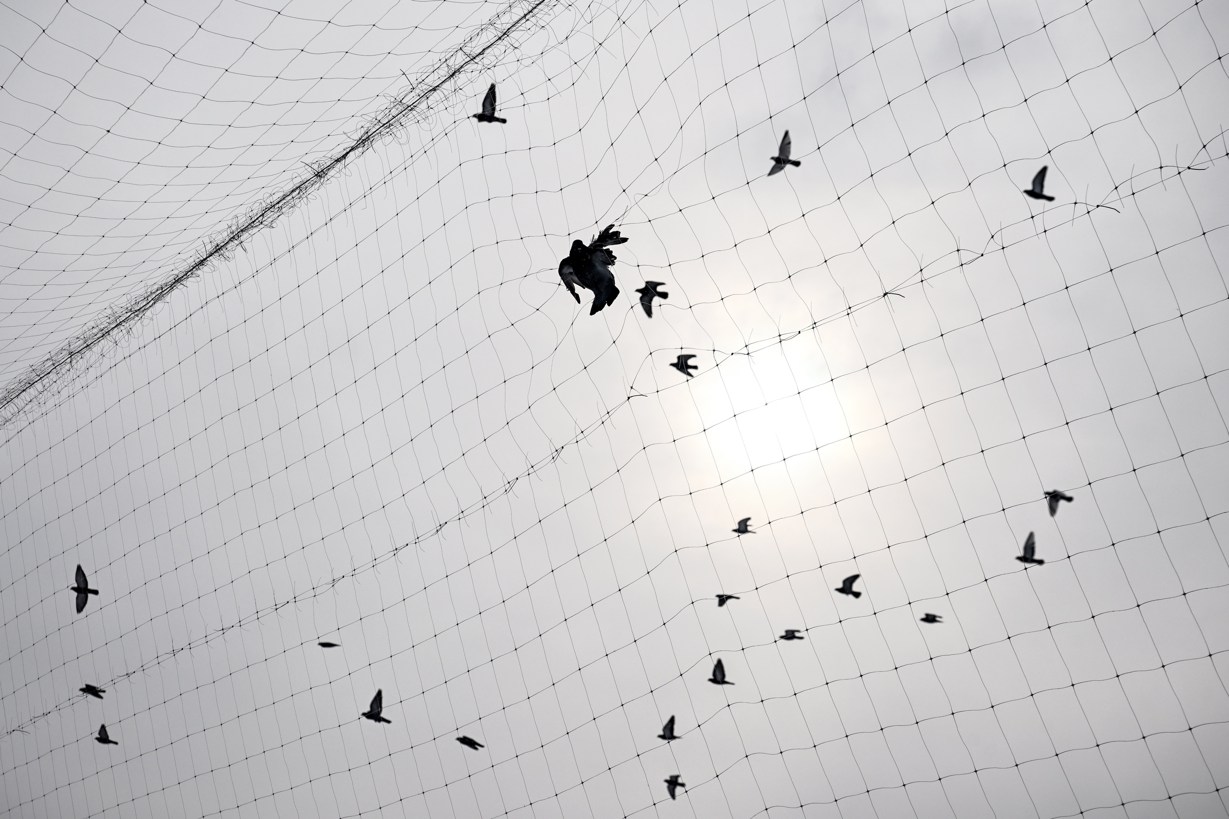 A small bird entangled in a large mesh net as other birds fly nearby against a pale, sunlit sky.