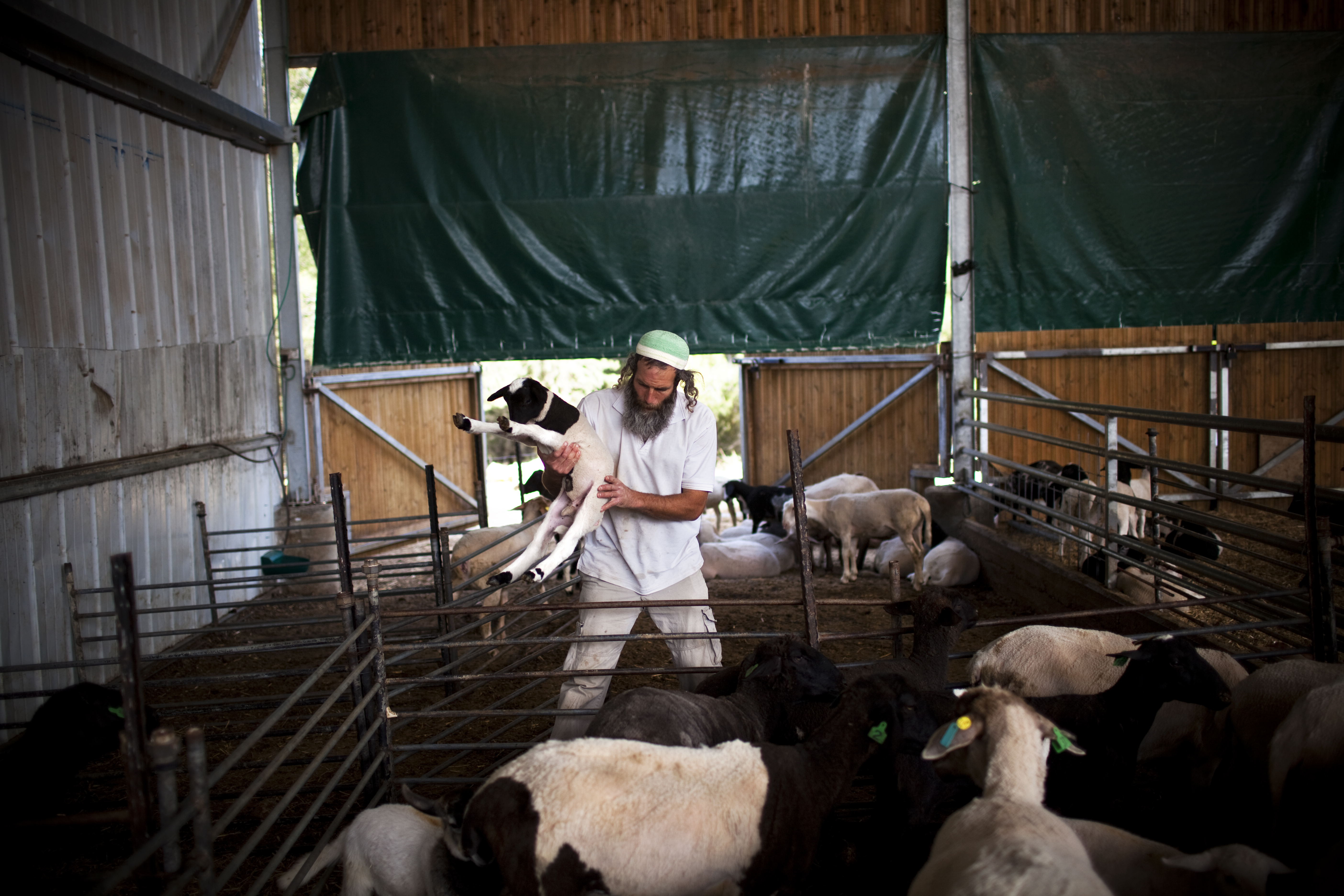 A man with a large beard and payot standing in a pen with multiple goats; one is in his hands.