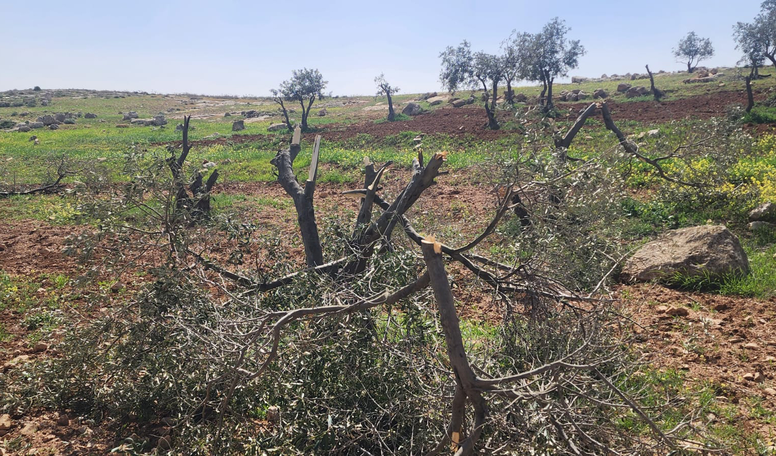 A cluster of olive trees have been damaged with several broken at the trunk. There are other olive trees in the background of a hilly landscape