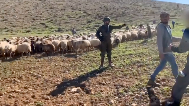 A video showing a soldier arguing with a shepherd and activists. They are standing in a hilly landscape near a flock of sheep.